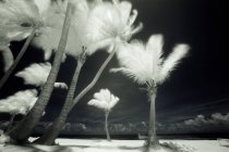 Imagen infrarroja de palmeras altas en Puerto Rico . - foto de stock