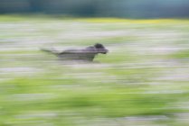 Schwarzer Labrador-Hund läuft durch Wildblumenwiese. — Stockfoto