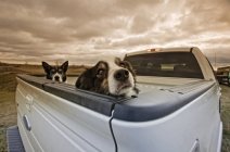 Two dogs peeking over back of pick-up truck. — Stock Photo