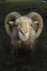 Ram with curved horns standing in paddock on farm. — Stock Photo