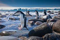 Chinstrap penguins jumping on Penguin Island in Antarctica — Stock Photo