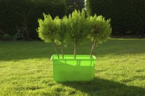 Árvores jovens em caixa de plástico verde em pé no gramado . — Fotografia de Stock