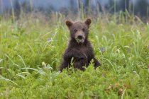 Brown urso filhote no prado florido comendo grama . — Fotografia de Stock