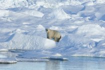 Eisbär steht zwischen Eisblöcken in der kanadischen Arktis. — Stockfoto