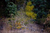 Tigre descansando em habitat natural no Parque Nacional de Bandhavgarh, Índia — Fotografia de Stock