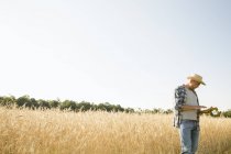 Agricultor vestindo camisa quadriculada e chapéu em pé no campo de trigo e usando tablet digital . — Fotografia de Stock