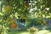 Manzanas colgando de la rama en el manzano . - foto de stock