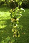 Árvore de maçã carregada e curvada com fruto . — Fotografia de Stock