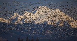 Flock of snow geese in flight with Mount Baker, Washington, USA — Stock Photo