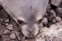 Weddell seal pup resting on wet rocky beach, close-up — Stock Photo