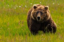 Urso castanho, Parque Nacional do Lago Clark, Alasca, EUA — Fotografia de Stock