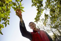 Low angle view of man harvesting cider apples in orchard. — Stock Photo