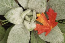 Hoja de arce en color otoñal apoyada en hojas de orejas de cordero . - foto de stock