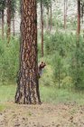Homem de máscara de urso espreitando ao redor do tronco do pinheiro Ponderosa na floresta
. — Fotografia de Stock