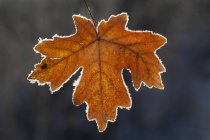 Кленовий лист в осінніх кольорах заморожений на льоду . — стокове фото
