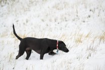 Black labrador dog walking and sniffing on snowy field. — Stock Photo