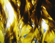 Natural pattern of yellow bull kelp in water. — Stock Photo