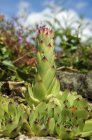 Succulent fleshy plant growing in garden, close-up. — Stock Photo