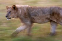 Африканский лев движется по прериям в Ботсване — стоковое фото