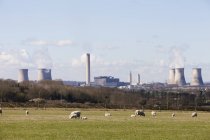 Herd of sheep on meadow with coal fired power station in Didcot, England. — Stock Photo
