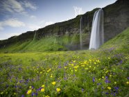 Cascade de cascades sur une falaise abrupte dans un pré de fleurs sauvages vertes . — Photo de stock