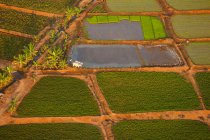 Rural scene of farmland with rice paddies, Bagan, Myanmar. — Stock Photo