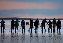 Grupo de fotógrafos tirando fotos de urso na praia ao pôr do sol no Parque Nacional do Lago Clark, Alasca, EUA . — Fotografia de Stock