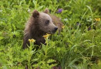 Brown urso filhote no prado florido comendo grama . — Fotografia de Stock
