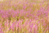 Purple owls clover field, full frame. — Stock Photo