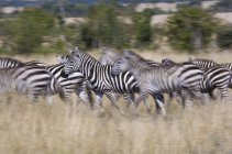 Gregge di zebre di pianura che corrono su praterie del Kenya . — Foto stock