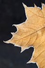 Folha de bordo em cores de outono com geada, close-up . — Fotografia de Stock