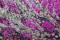Primavera flores de color rosa en el arbusto - foto de stock