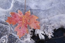 Ahornblatt in Herbstfarben auf Eis gefroren. — Stockfoto