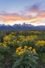Prato fiorito della catena montuosa del Teton nel parco nazionale del Grand Teton al tramonto . — Foto stock