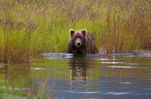 Urso marrom no lago no Parque Nacional Katmai, Alasca, EUA . — Fotografia de Stock