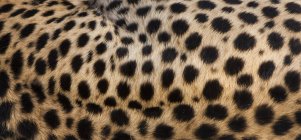 Close-up of cheetah spots on animal hide. — Stock Photo