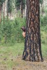 Homem de máscara de urso espreitando ao redor do tronco do pinheiro Ponderosa na floresta . — Fotografia de Stock