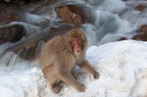 Japanese Macaque in snow on Honshu island. — Stock Photo