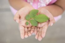 Close-up of girl holding green leaves in palms of hands. — Stock Photo