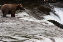 Braunbär im Gebirgsfluss des Katmai Nationalparks, Alaska, USA — Stockfoto