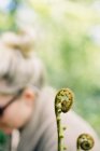 Fiddlehead samambaia planta desdobramento crescente ponta com mulher loira no fundo . — Fotografia de Stock