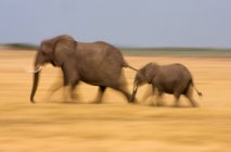 Elefante africano e bezerro em movimento na pradaria no Botsuana — Fotografia de Stock