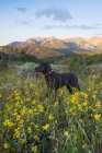 Black labrador dog standing in wild flowers meadow in mountains. — Stock Photo