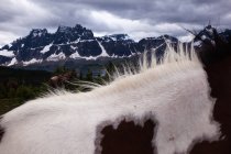 Close-up of wild horse fur with mountains of Jasper National Park, Alberta, Canada — Stock Photo