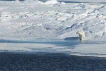 Oso polar de pie en el borde del campo de hielo por el agua . - foto de stock