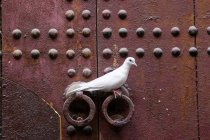 Paloma blanca de cuello anular sentada en la manija de la puerta en Marruecos, África . - foto de stock