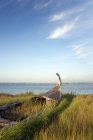 Покинутий дерев'яний рибальський човен на дюнах з видом на море . — стокове фото