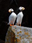 White-chested puffins standing on mossy rock. — Stock Photo