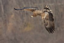 Common buzzard hunting in flight. — Stock Photo