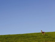 Schwarzschwanzhirsche am Grashang vor blauem Himmel. — Stockfoto